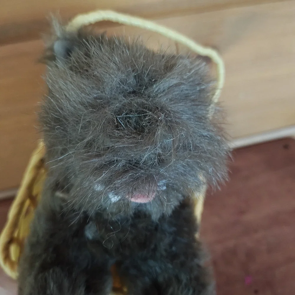 Wizard of Oz Toto in Basket Wonders Dog‎ Halloween Costume Accessory D22